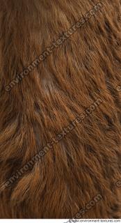 Photo Textures of Animal Skin
